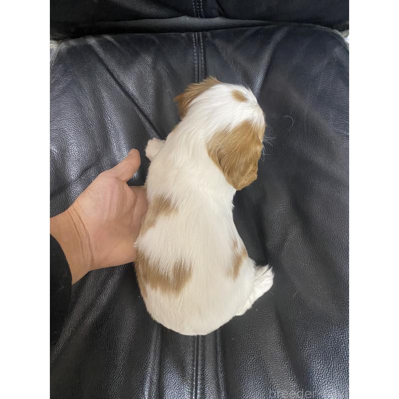 販売中の滋賀県のキャバリアキングチャールズスパニエル-440255の2枚目