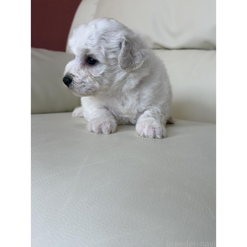 販売中の滋賀県のビションフリーゼ-440259の10枚目