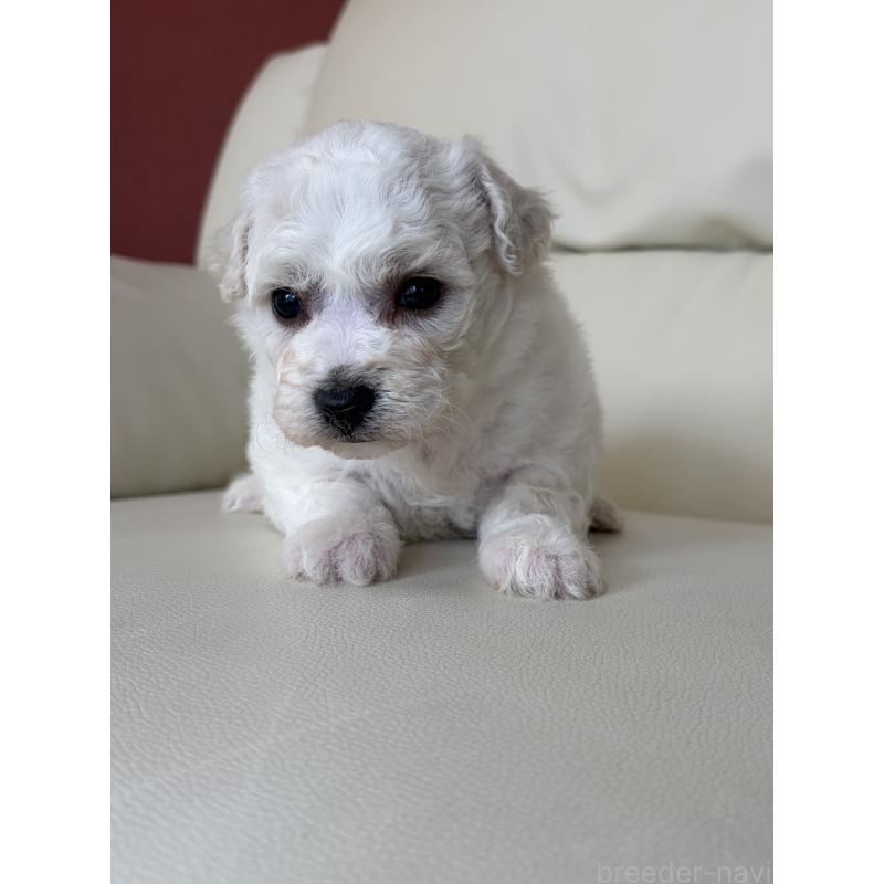 販売中の滋賀県のビションフリーゼ-440259の9枚目