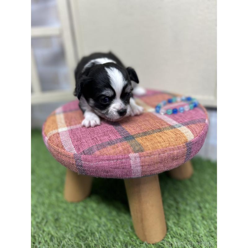 成約済の北海道のチワワ(ロングコート)-437937の8枚目