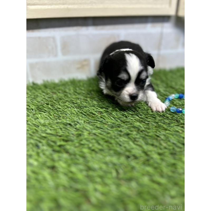 成約済の北海道のチワワ(ロングコート)-437937の6枚目