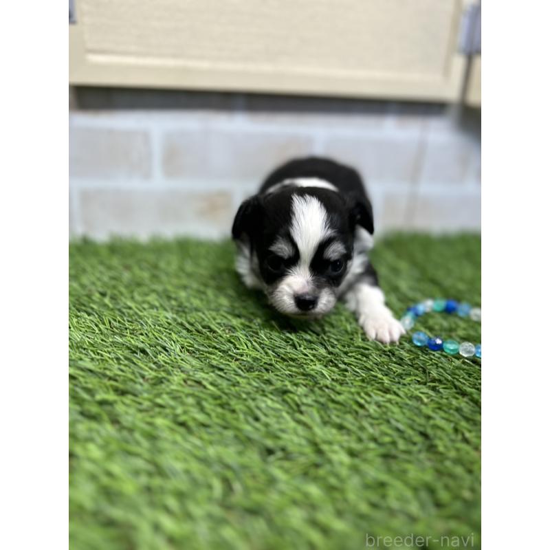 成約済の北海道のチワワ(ロングコート)-437937の5枚目