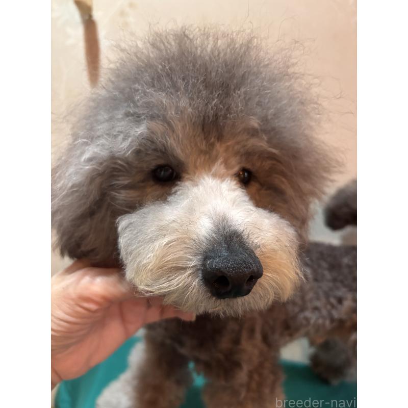 販売中の宮崎県のトイプードル-440258の4枚目