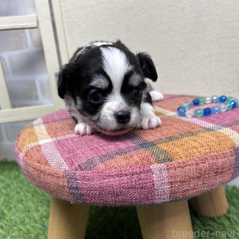 成約済の北海道のチワワ(ロングコート)-437937の4枚目