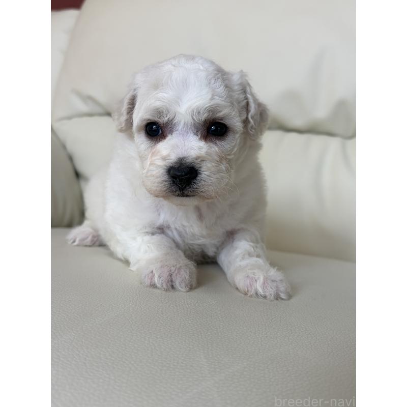 販売中の滋賀県のビションフリーゼ-440259の8枚目