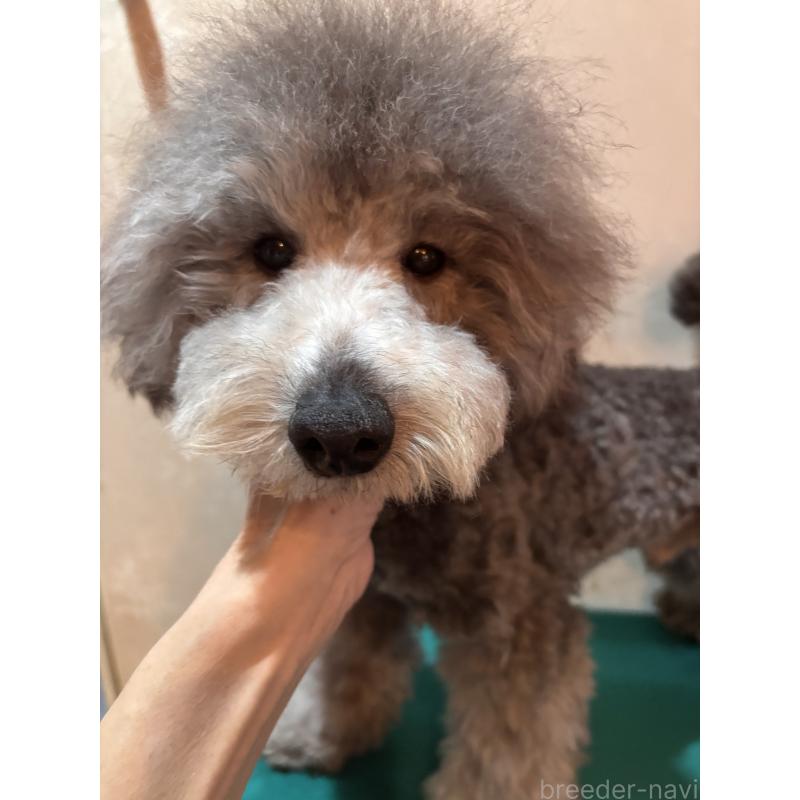 販売中の宮崎県のトイプードル-440258の3枚目