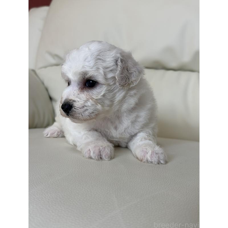 販売中の滋賀県のビションフリーゼ-440259の7枚目