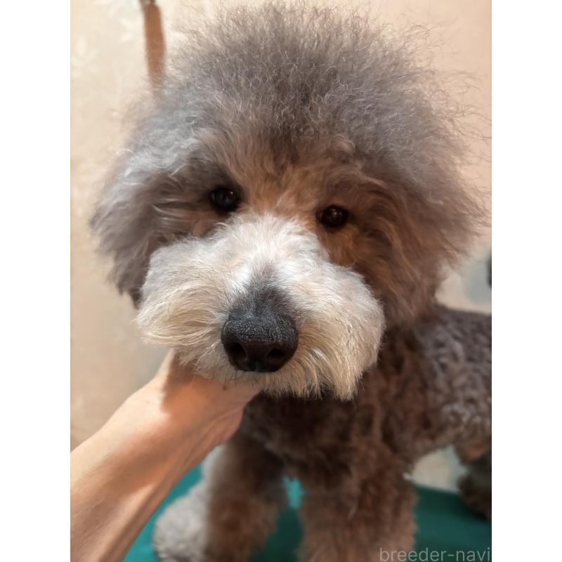 販売中の宮崎県のトイプードル-440258の2枚目