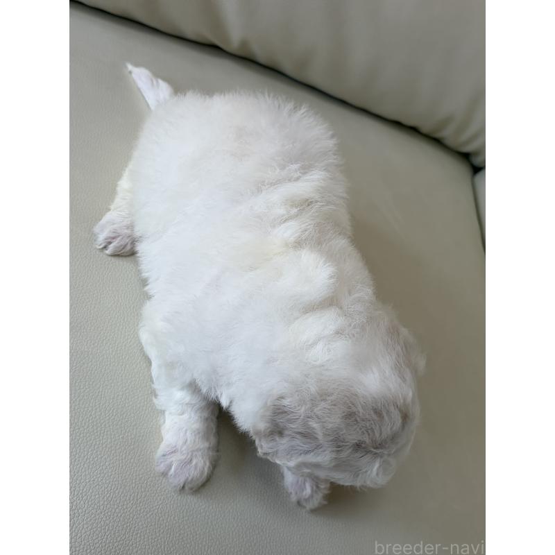 販売中の滋賀県のビションフリーゼ-440259の6枚目