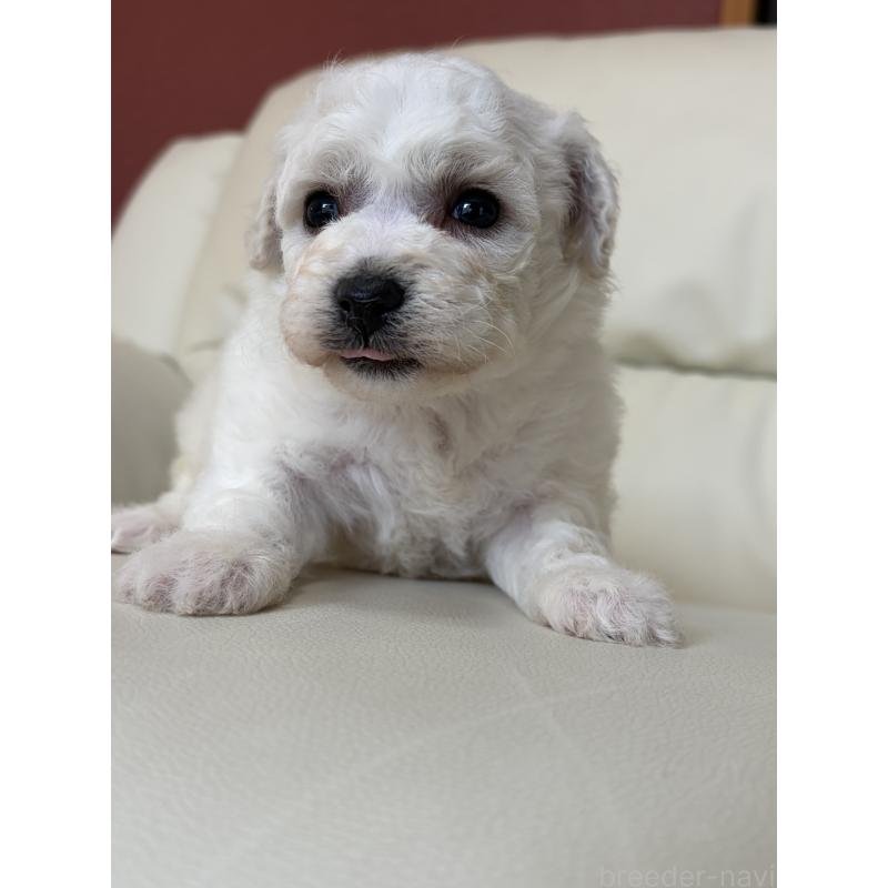 販売中の滋賀県のビションフリーゼ-440259の5枚目