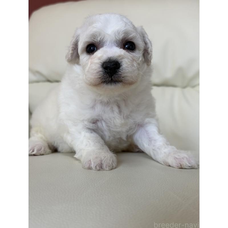 販売中の滋賀県のビションフリーゼ-440259の4枚目