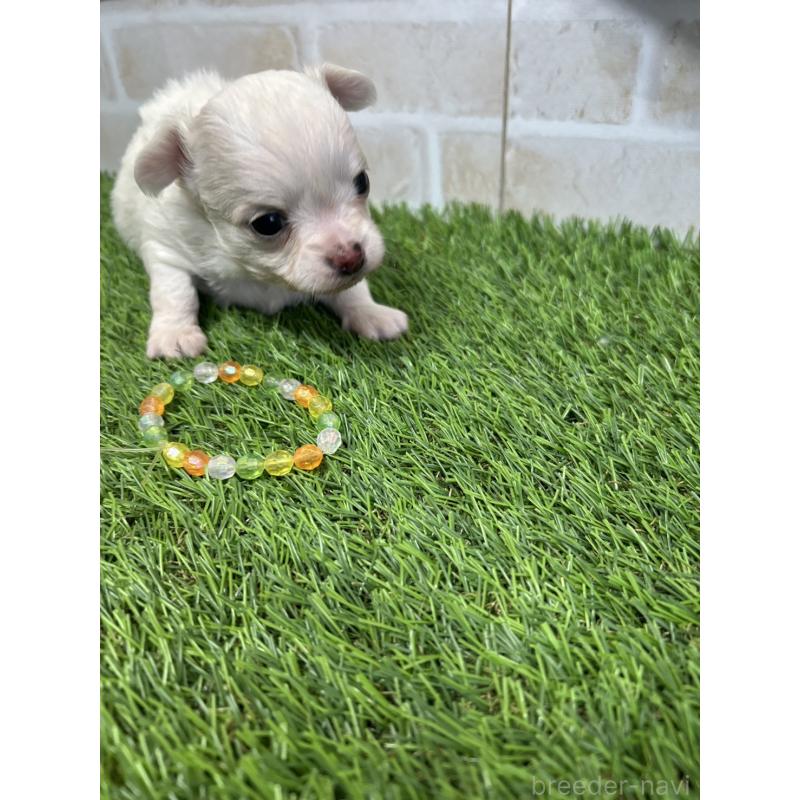 成約済の北海道のチワワ(ロングコート)-437945の7枚目