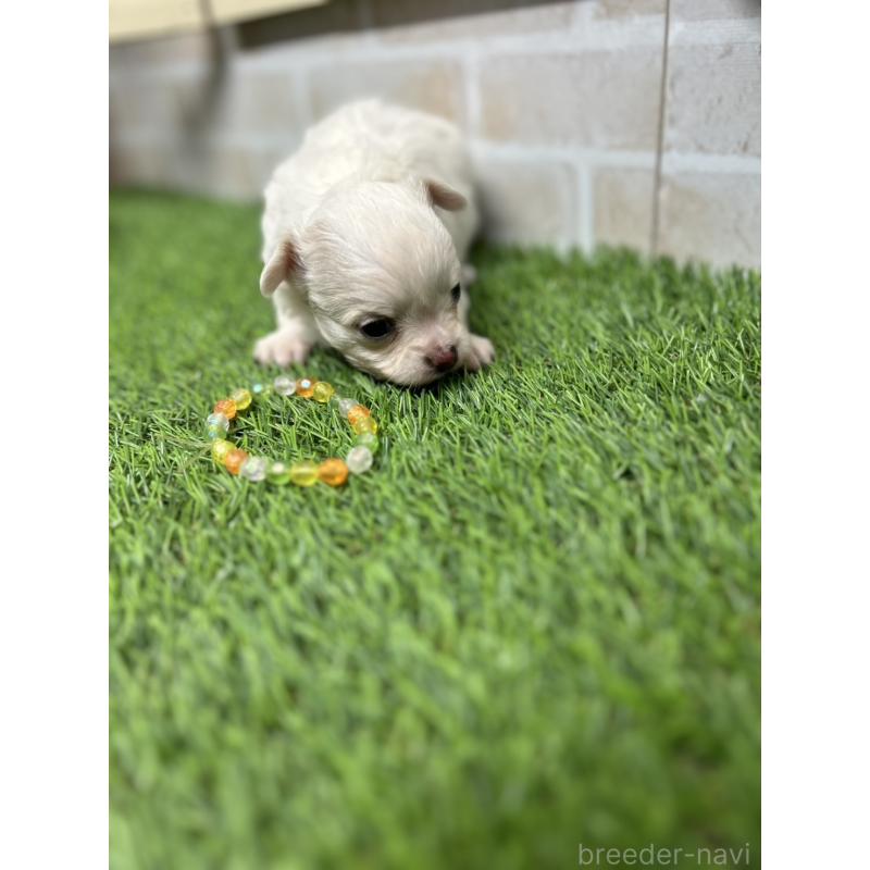 成約済の北海道のチワワ(ロングコート)-437945の6枚目