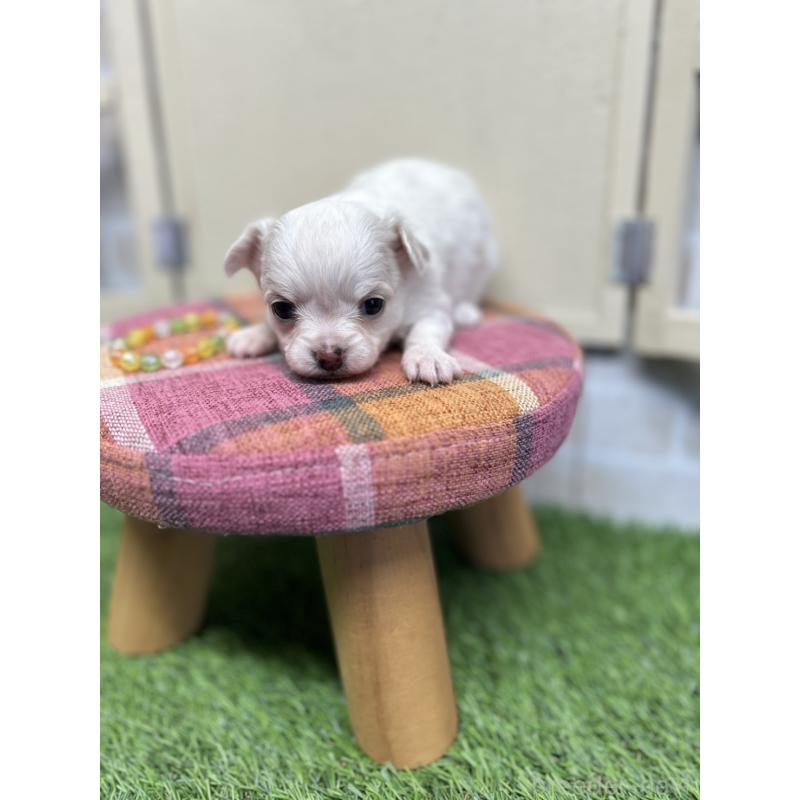 成約済の北海道のチワワ(ロングコート)-437945の5枚目