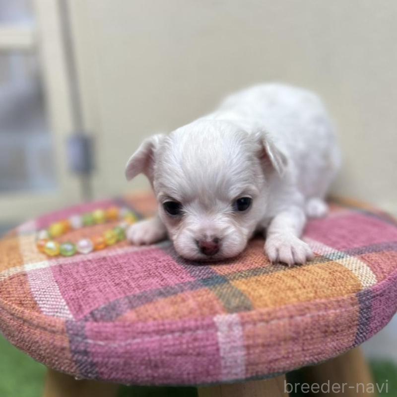 販売中の北海道のチワワ(ロングコート)-437945