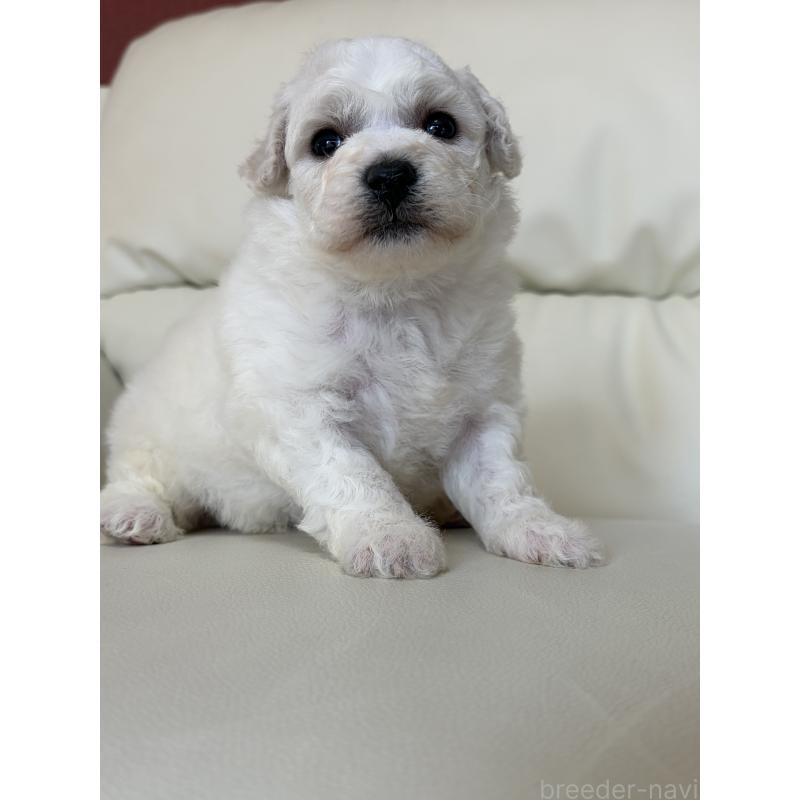 販売中の滋賀県のビションフリーゼ-440259の2枚目