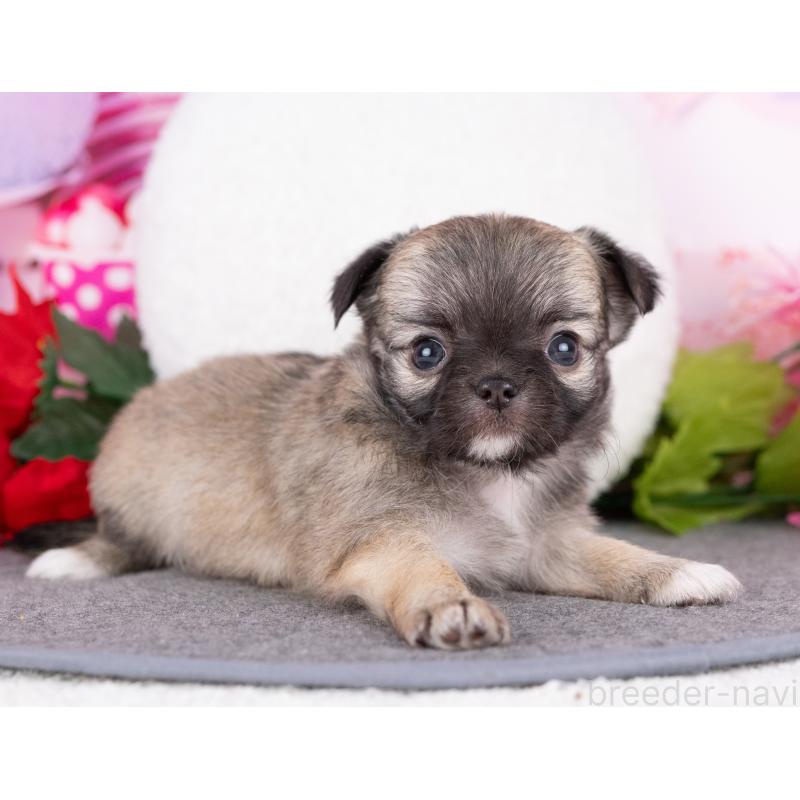 販売中の岐阜県のチワワ(ロングコート)-440301の5枚目