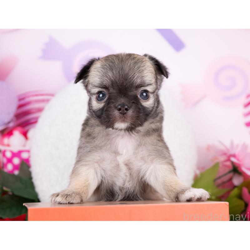 販売中の岐阜県のチワワ(ロングコート)-440301の4枚目