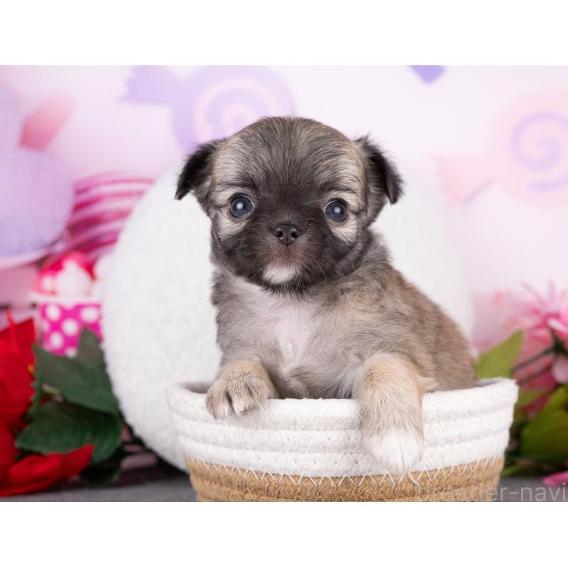 販売中の岐阜県のチワワ(ロングコート)-440301の3枚目