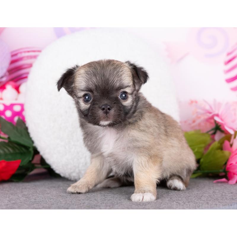 販売中の岐阜県のチワワ(ロングコート)-440301の2枚目