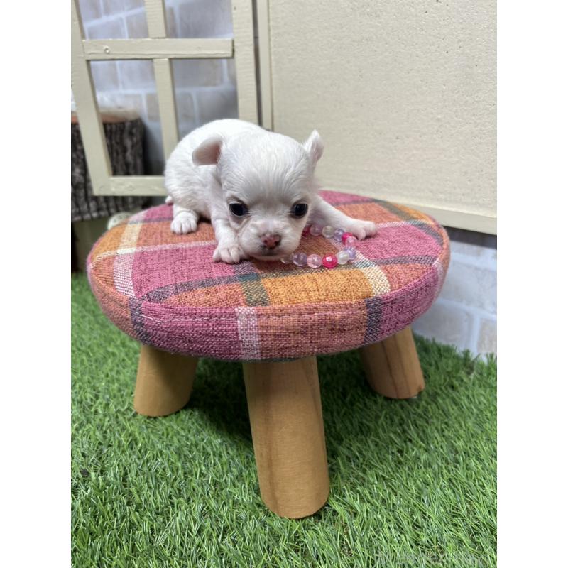 成約済の北海道のチワワ(ロングコート)-437951の8枚目