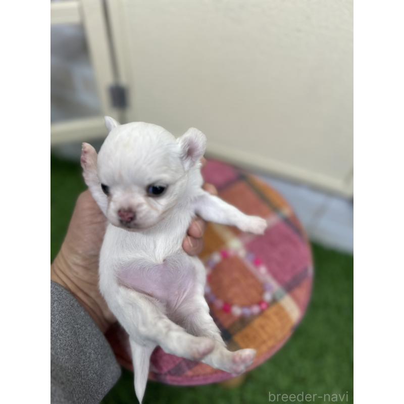 成約済の北海道のチワワ(ロングコート)-437951の7枚目