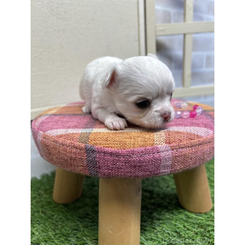 成約済の北海道のチワワ(ロングコート)-437951の6枚目