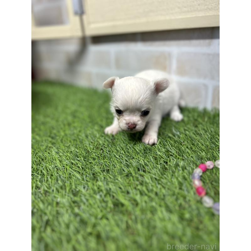 成約済の北海道のチワワ(ロングコート)-437951の5枚目