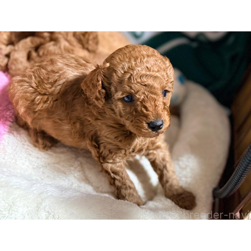 販売中の山形県のトイプードル-440265の2枚目