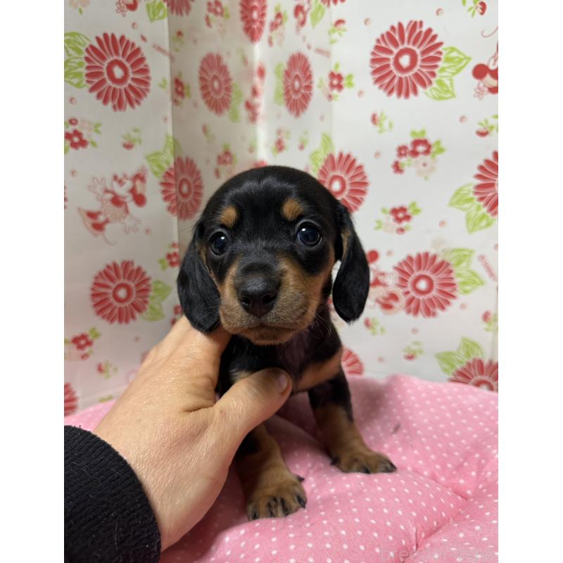 販売中の愛知県のミニチュアダックスフンド(スムースヘアード)-440260の1枚目