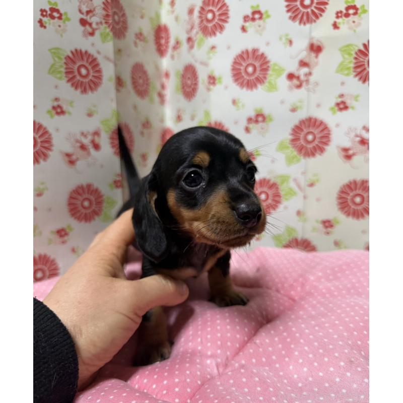 販売中の愛知県のミニチュアダックスフンド(スムースヘアード)-440260の5枚目