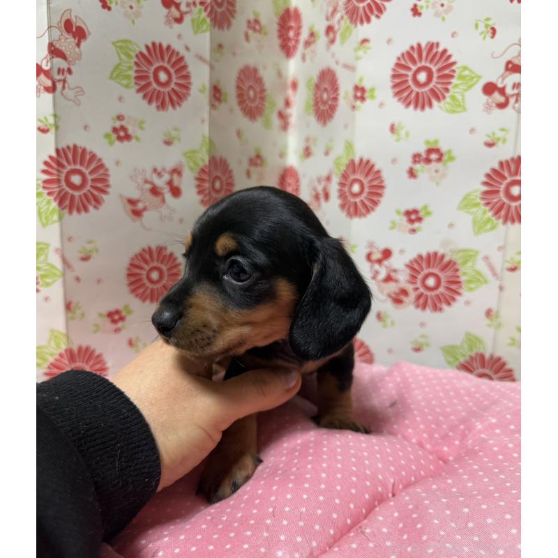 販売中の愛知県のミニチュアダックスフンド(スムースヘアード)-440260の4枚目