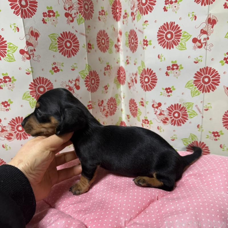 販売中の愛知県のミニチュアダックスフンド(スムースヘアード)-440260の2枚目