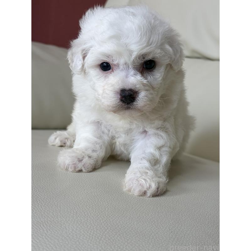 販売中の滋賀県のビションフリーゼ-440263の6枚目