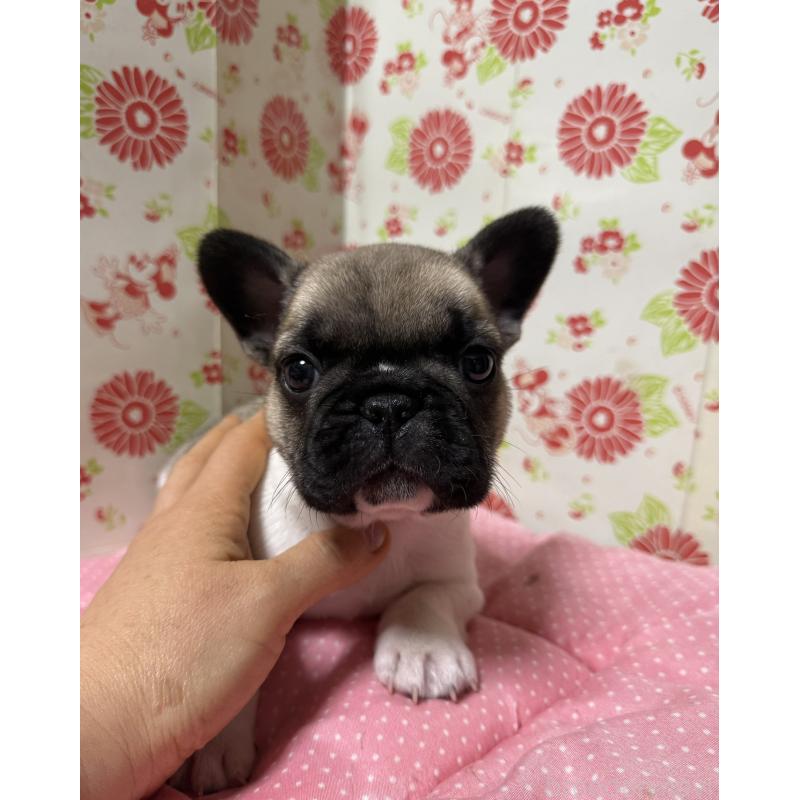 販売中の愛知県のフレンチブルドッグ-440261の1枚目