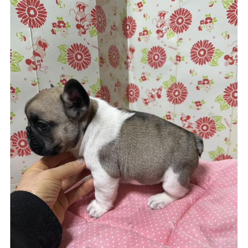販売中の愛知県のフレンチブルドッグ-440261の4枚目