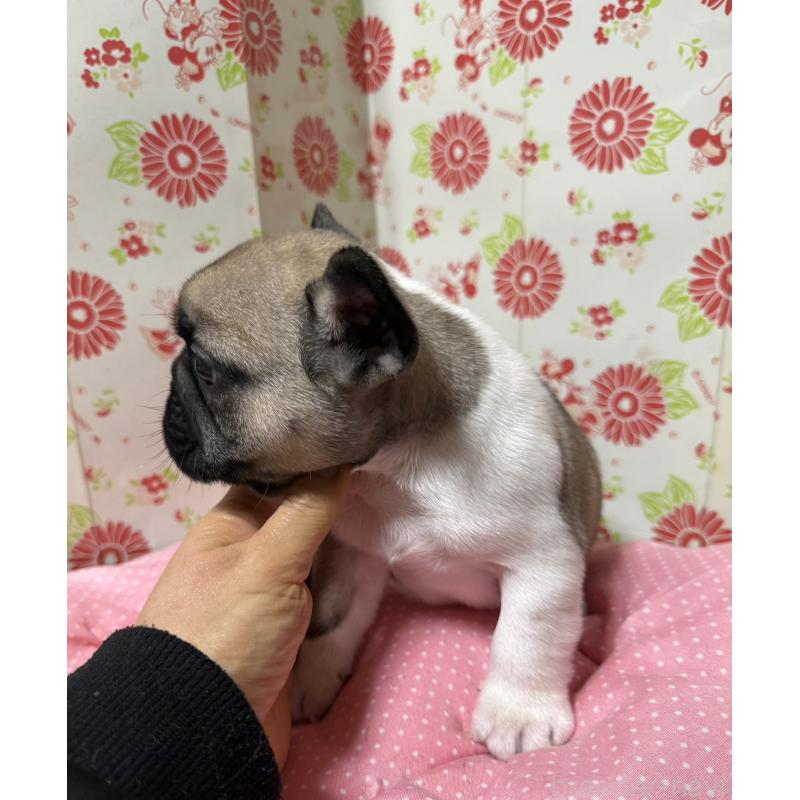 販売中の愛知県のフレンチブルドッグ-440261の2枚目