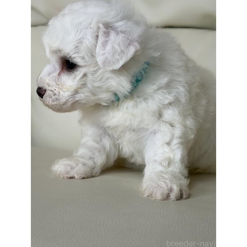 販売中の滋賀県のビションフリーゼ-440263の4枚目