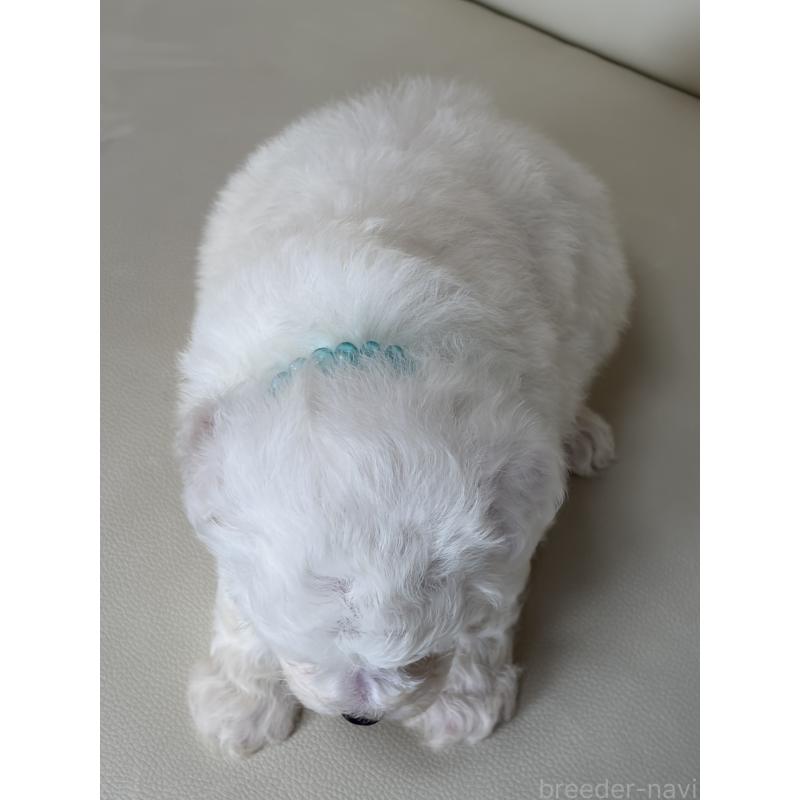 販売中の滋賀県のビションフリーゼ-440263の3枚目