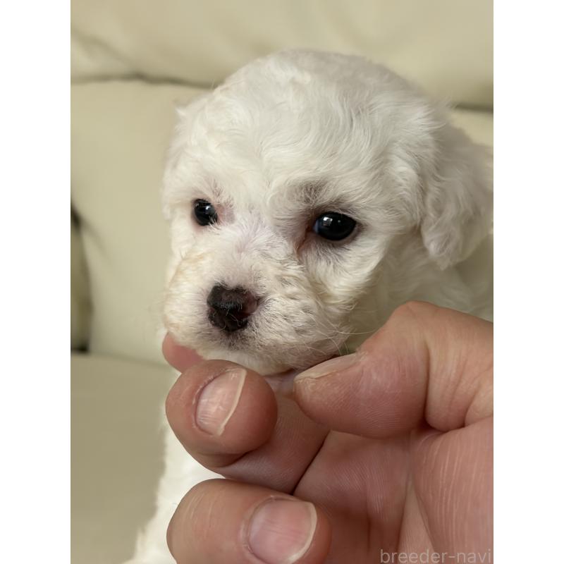 販売中の滋賀県のビションフリーゼ-440263の2枚目