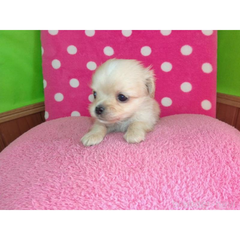 成約済の福岡県のミックス犬-435292の4枚目