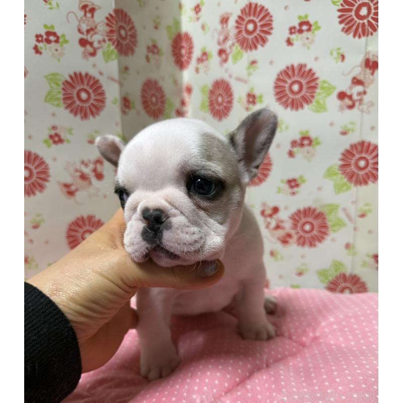 販売中の愛知県のフレンチブルドッグ-440262