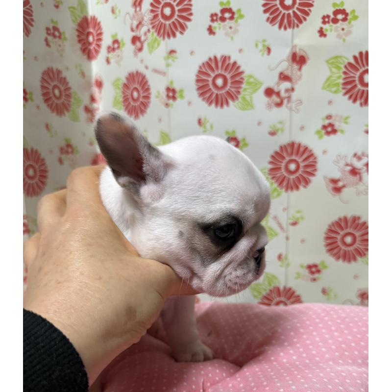 販売中の愛知県のフレンチブルドッグ-440262の7枚目