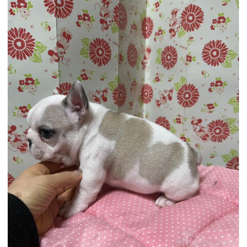 販売中の愛知県のフレンチブルドッグ-440262の6枚目