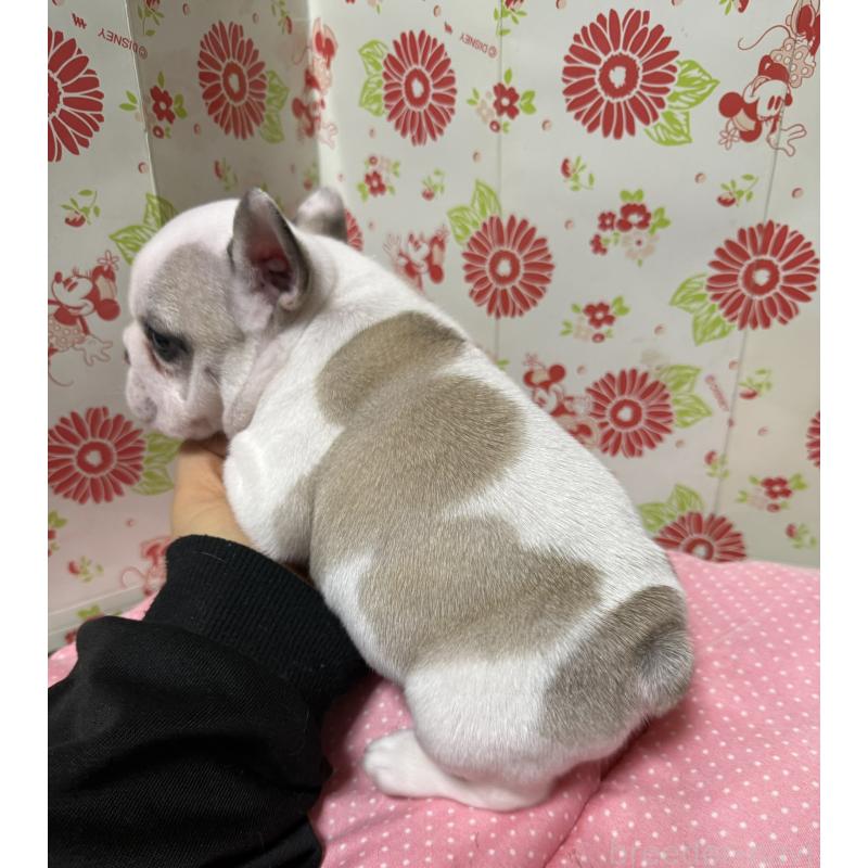 販売中の愛知県のフレンチブルドッグ-440262の4枚目