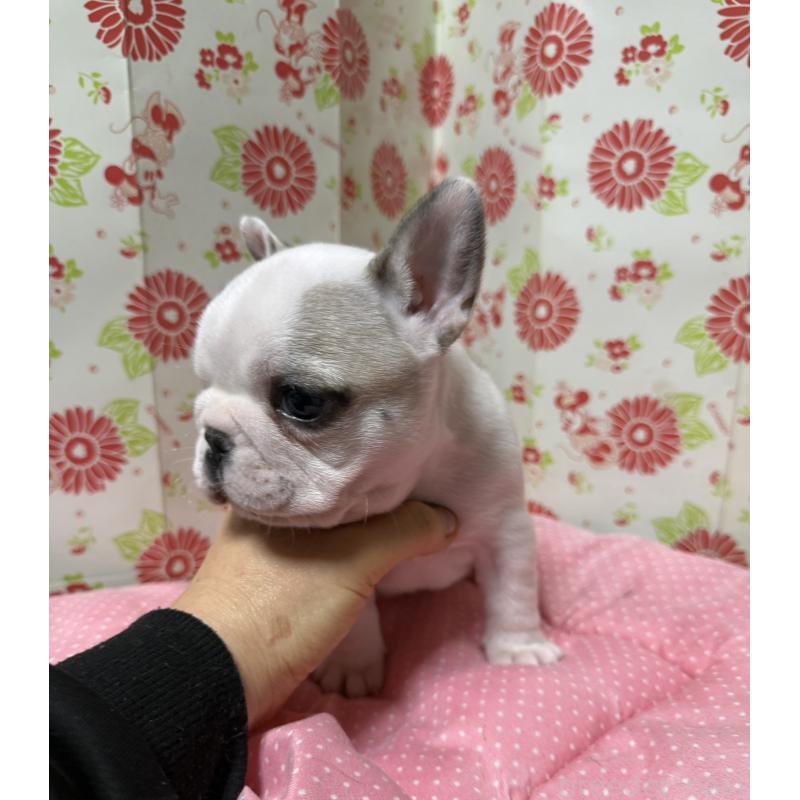 販売中の愛知県のフレンチブルドッグ-440262の2枚目