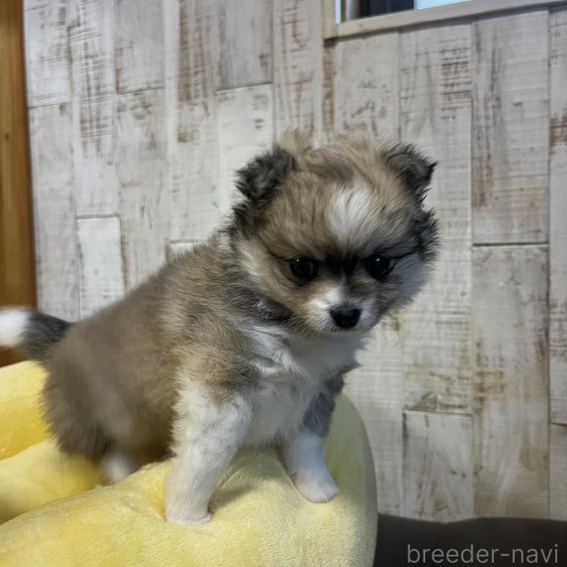 販売中の三重県のポメマル:ポメラニアン×マルチーズ-440264の5枚目