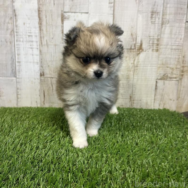 販売中の三重県のポメマル:ポメラニアン×マルチーズ-440264の4枚目