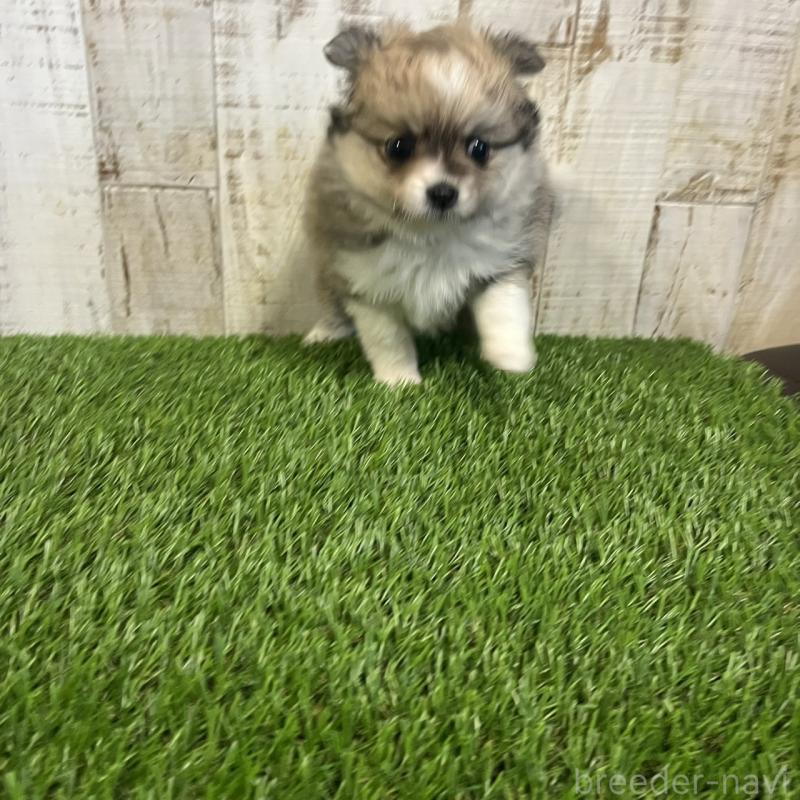 販売中の三重県のポメマル:ポメラニアン×マルチーズ-440264の3枚目