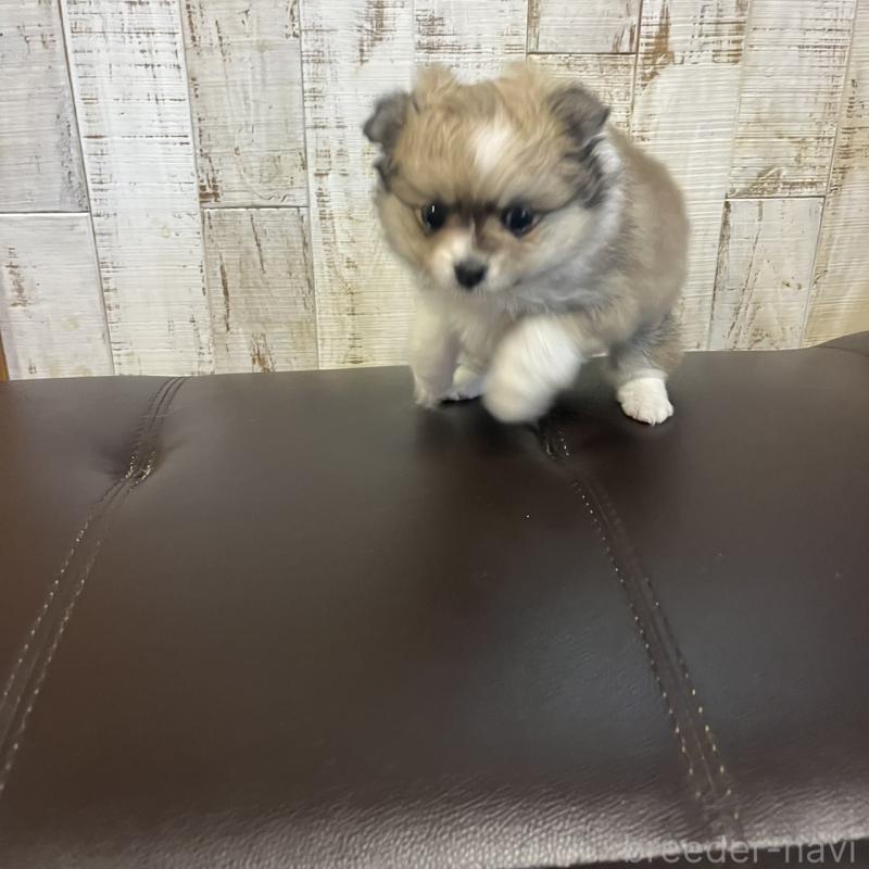 販売中の三重県のポメマル:ポメラニアン×マルチーズ-440264の2枚目